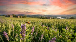 A sharp honey bee hovers near purple flowering crops in a lush French field at golden hour, under a warm, colorful sunset sky.