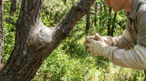 Gros plan sur un nid soyeux de chenilles processionnaires sur un tronc d'arbre, avec une personne gantée en tenue de protection.