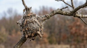 Gros plan d'un nid de chenilles processionnaires fait de soie blanche et de feuilles sèches, accroché à une branche d'arbre.