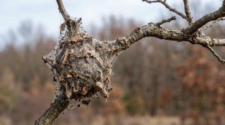 Gros plan d'un nid de chenilles processionnaires fait de soie blanche et de feuilles sèches, accroché à une branche d'arbre.