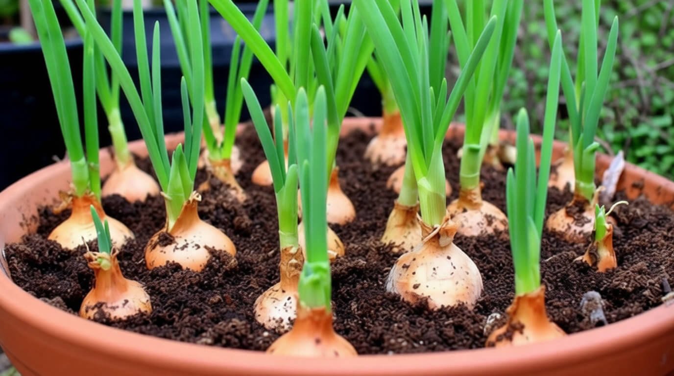 Culture et bienfaits des végétaux en o