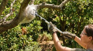 Personne avec gants et lunettes de sécurité coupant un grand nid de chenilles soyeux d'une branche d'arbre à l'aide d'un sécateur télescopique.