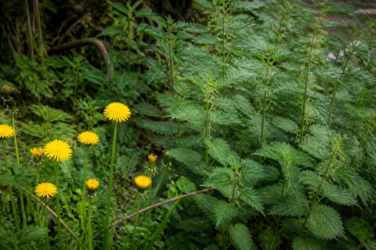 Écouter le message des adventices bio-indicatrices
