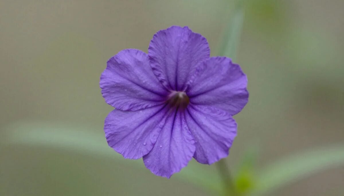 Où installer l'abri pour maximiser la biodiversité ? 🌸