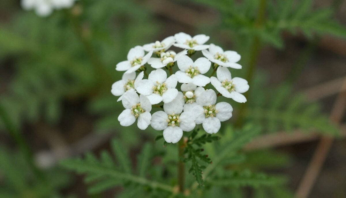 L'Achillée millefeuille, une plante tout-terrain 🐝