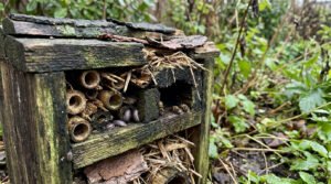 Hôtel à insectes en bois usé avec mousses et écorces. On y voit des cloportes, des tubes de bambou et des abeilles dans un recoin.
