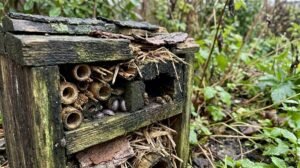Hôtel à insectes en bois usé avec mousses et écorces. On y voit des cloportes, des tubes de bambou et des abeilles dans un recoin.