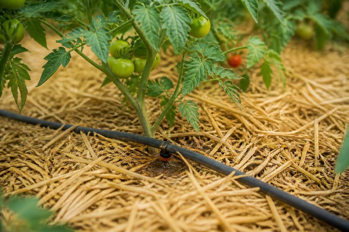 Gestion de l'eau & Nutrition organique du sol