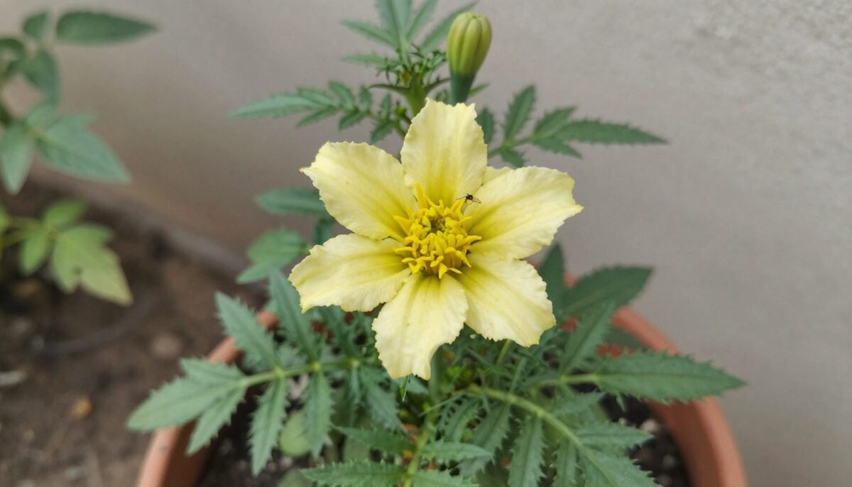 5. Tomate et Œillet d'Inde : la parade contre les nématodes 🌼