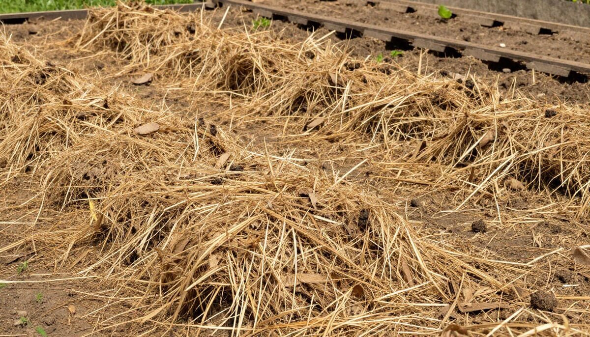 Le paillage organique pour nourrir et protéger la terre 🪵