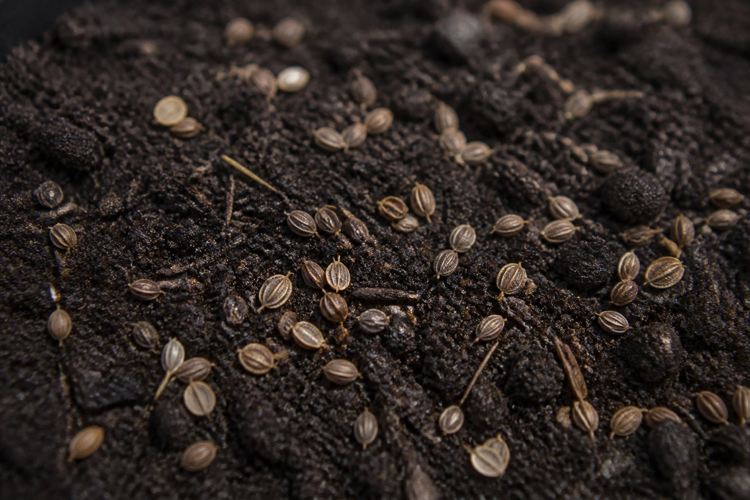 Pourquoi votre persil ne sort pas de terre
