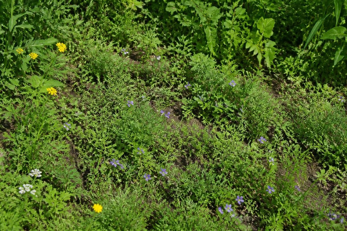 Arrêter le désherbage : un levier pour régénérer l'écosystème du jardin