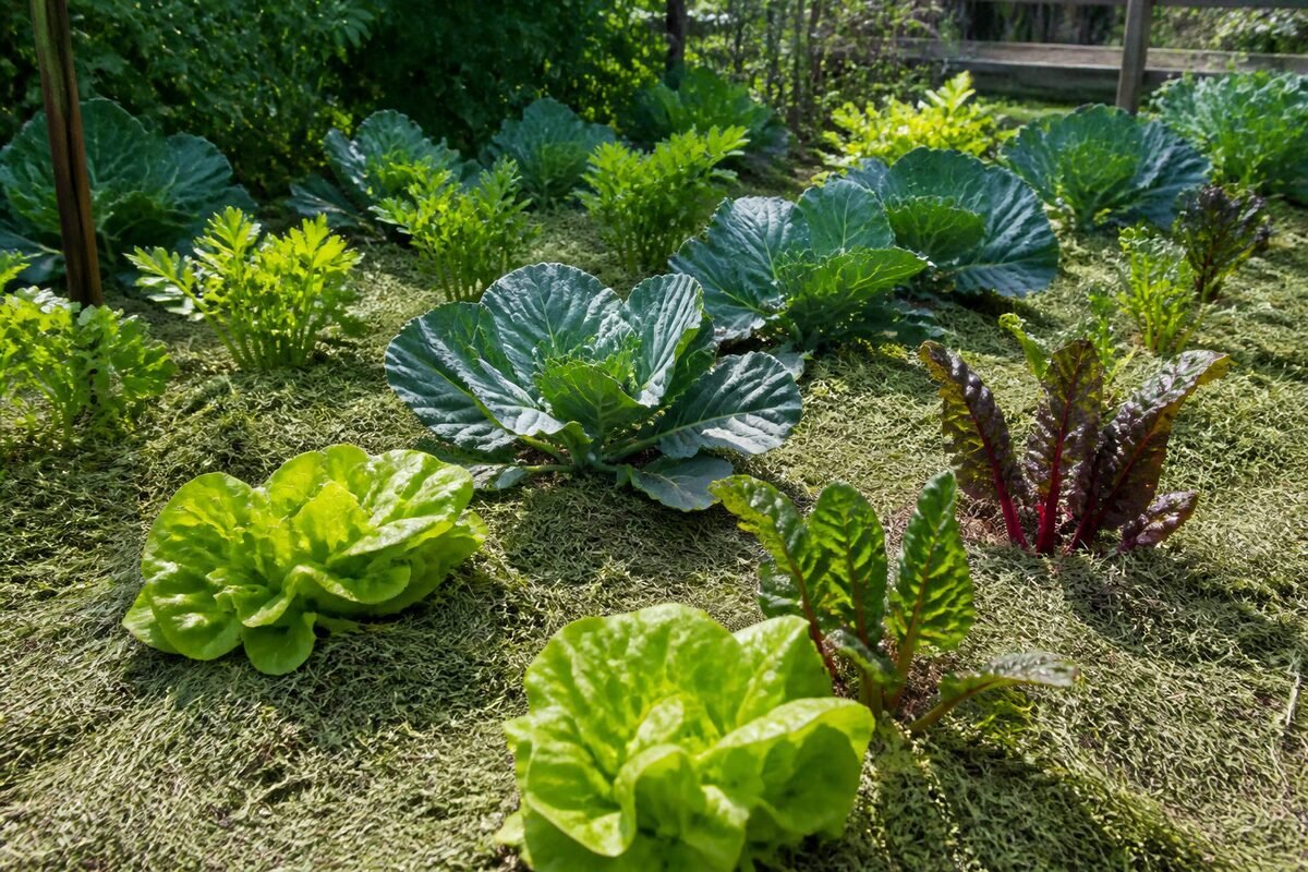 3 techniques de paillage pour nourrir et protéger le sol