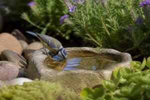 L'importance de l'abreuvoir pour les oiseaux en été