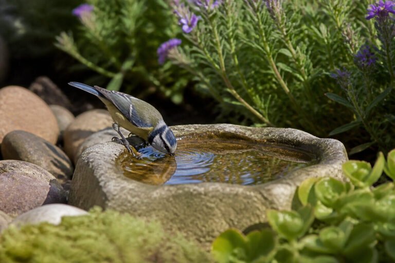 L'importance de l'abreuvoir pour les oiseaux en été