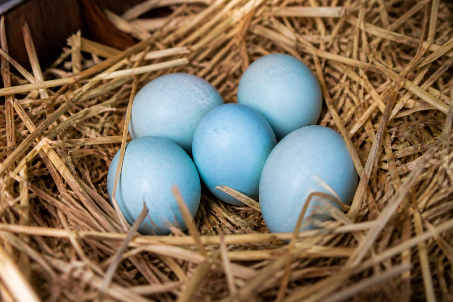 Origine génétique de la poule aux œufs bleus