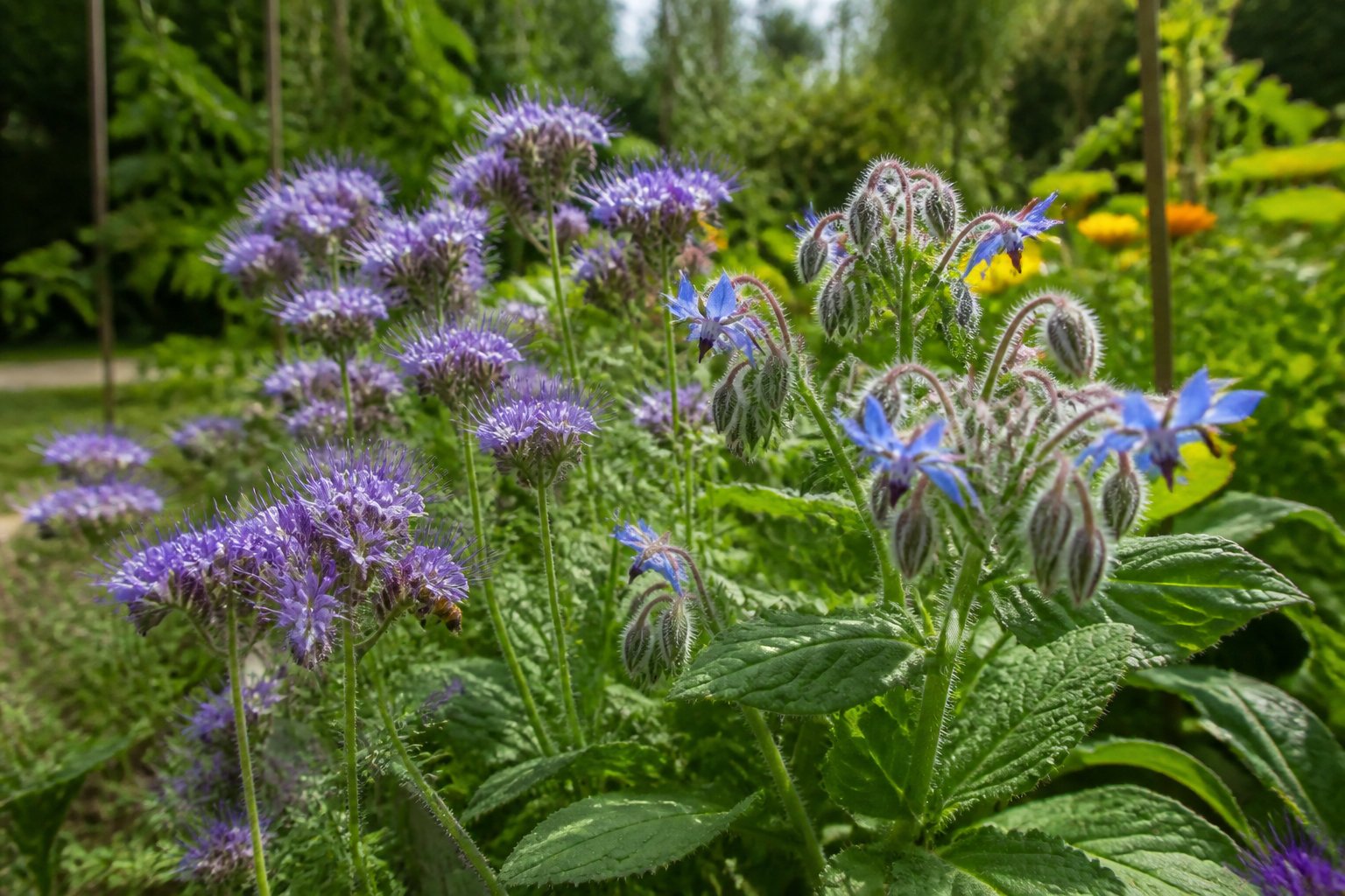 Équilibre du jardin et santé des cannes