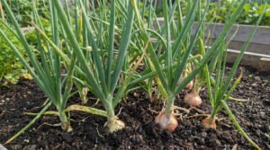 Jeunes pousses d'oignons plantées dans un sol riche en terreau dans un potager.