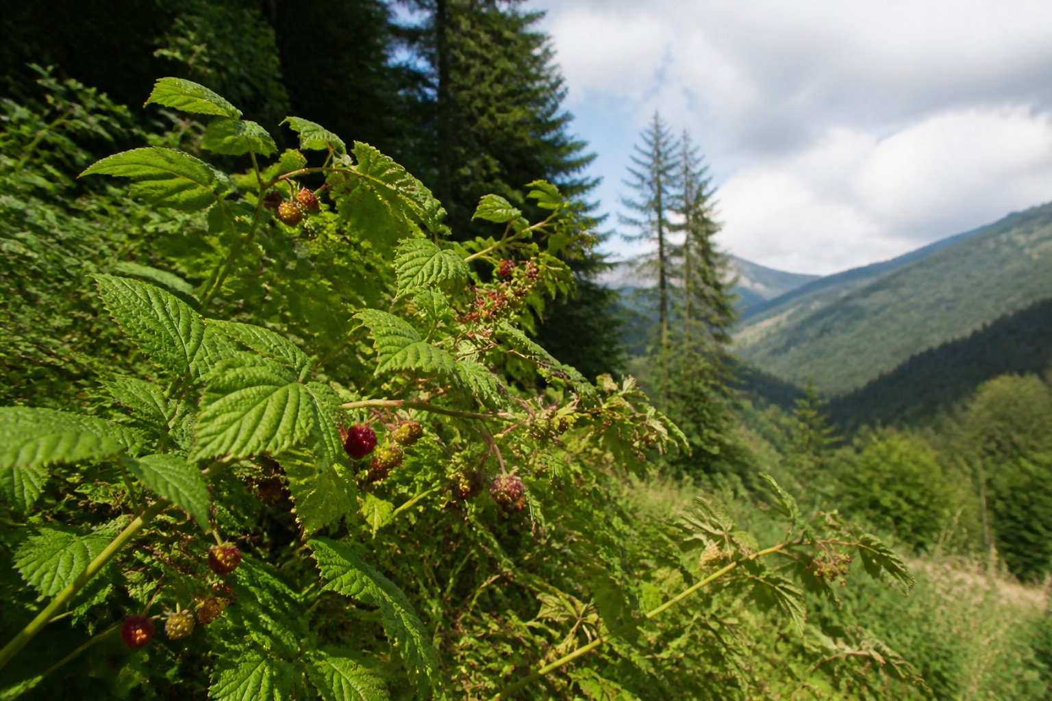 Culture des framboisiers et préparation du terrain