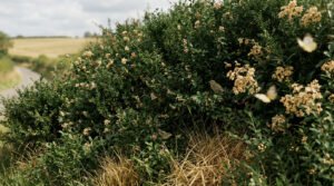 Une haie fleurie bordant une route de campagne, abritant plusieurs oiseaux et papillons en plein vol.