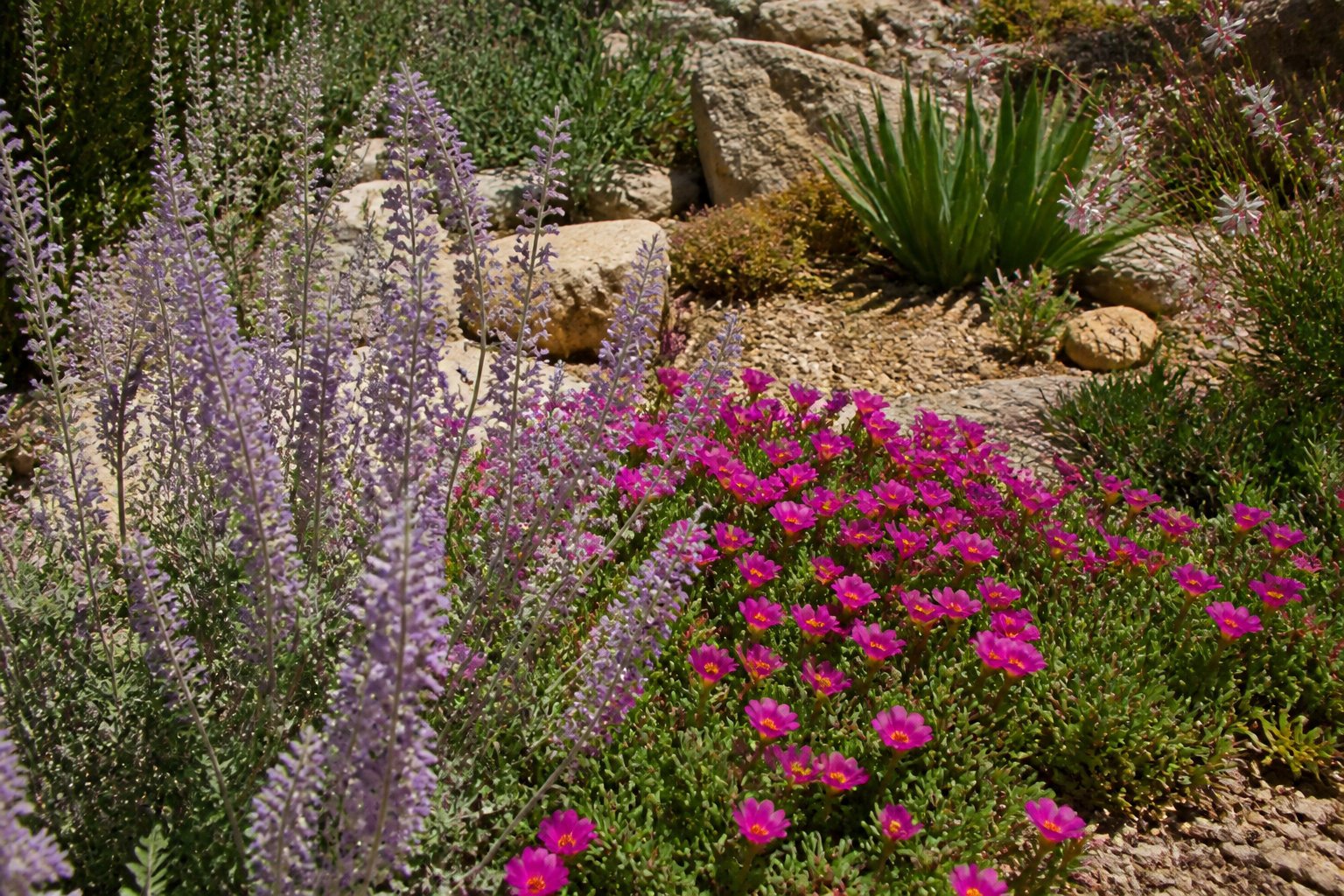 Sélectionner des végétaux résilients pour un jardin face à la sécheresse