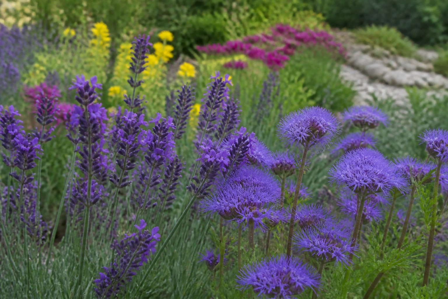 10 plantes mellifères faciles pour attirer les pollinisateurs 🌸