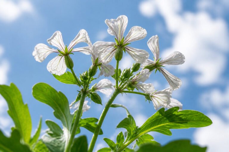 Pourquoi la roquette est amère et comment l'adoucir