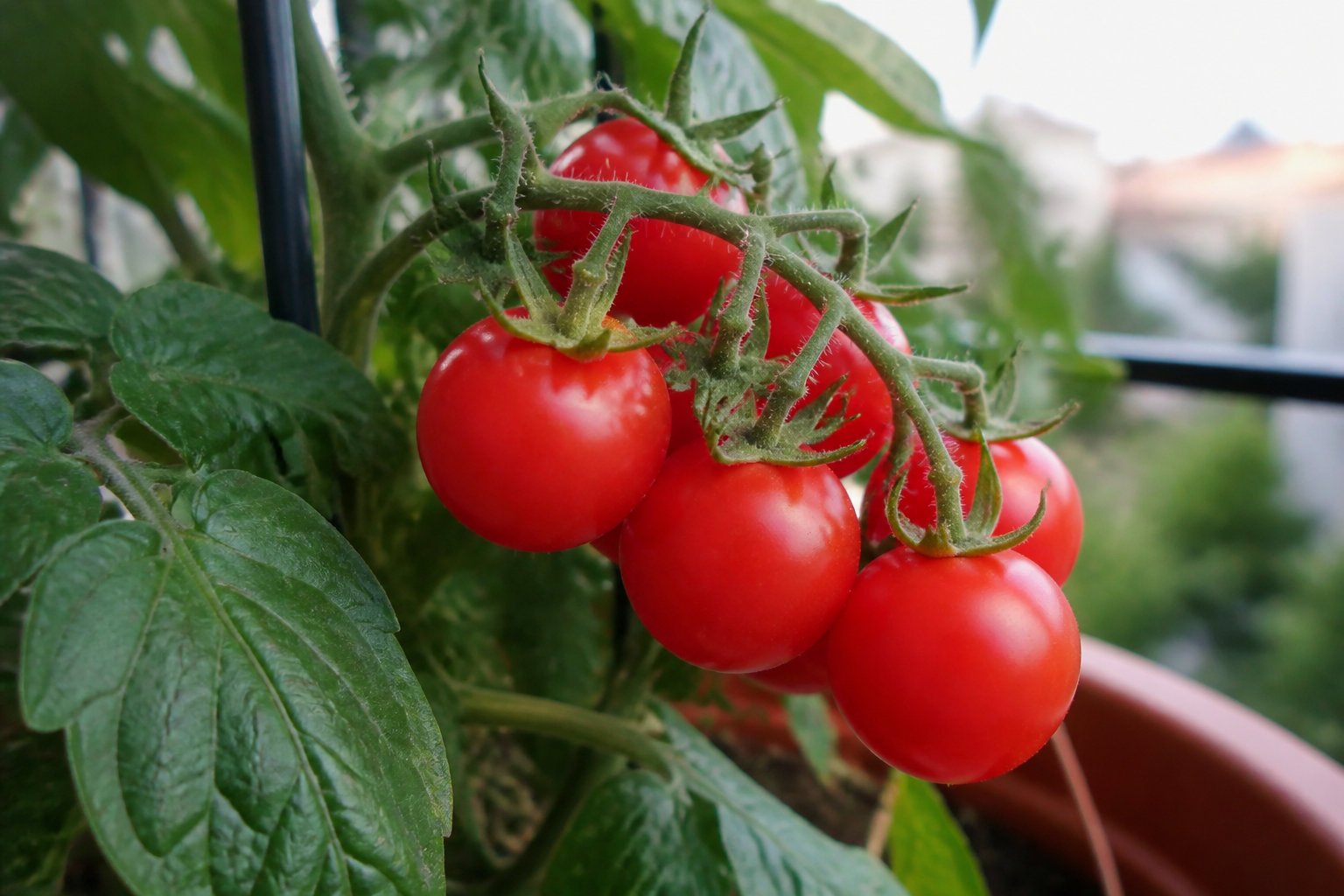Sélection de variétés increvables pour récolter tout l'été 🍅
