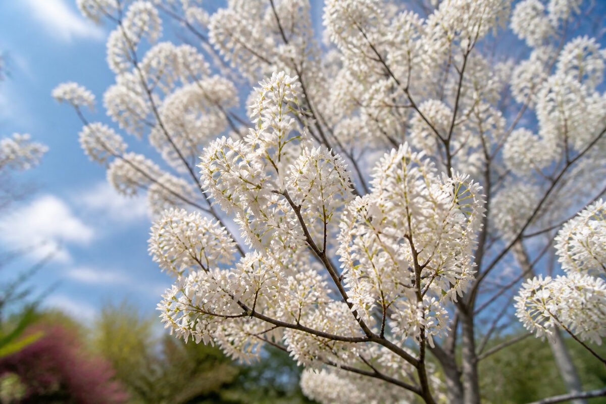 🍒 5 arbustes incontournables pour une biodiversité active