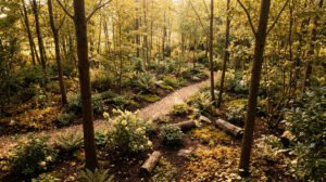 Micro-forêt nourricière au jardin avec sentier végétal