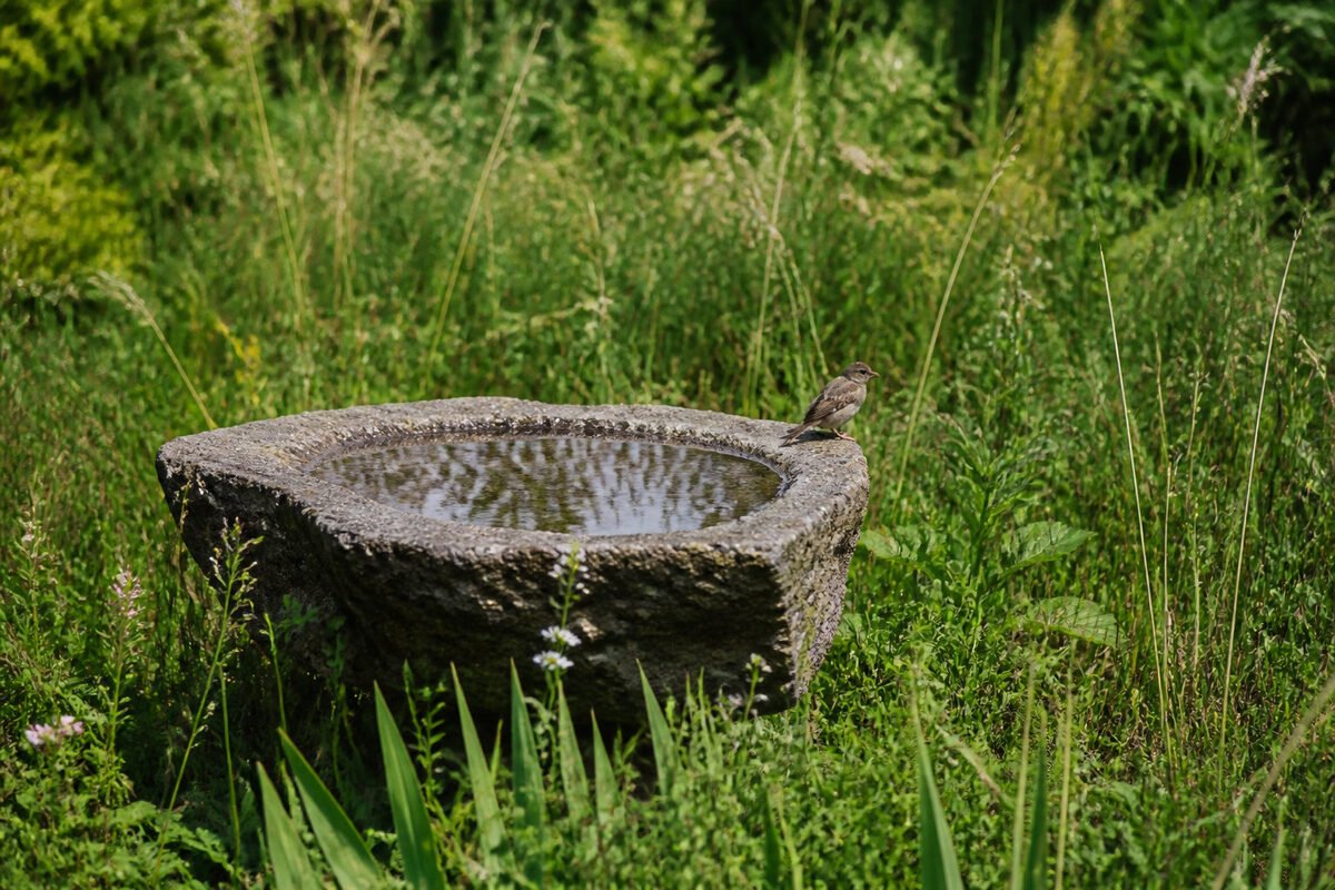 Aménager votre jardin pour fixer durablement les oiseaux 🌿