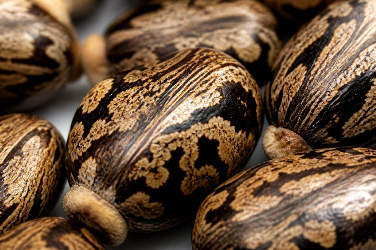 Signalant le Ricin : veuillez bannir les graines sans attendre.