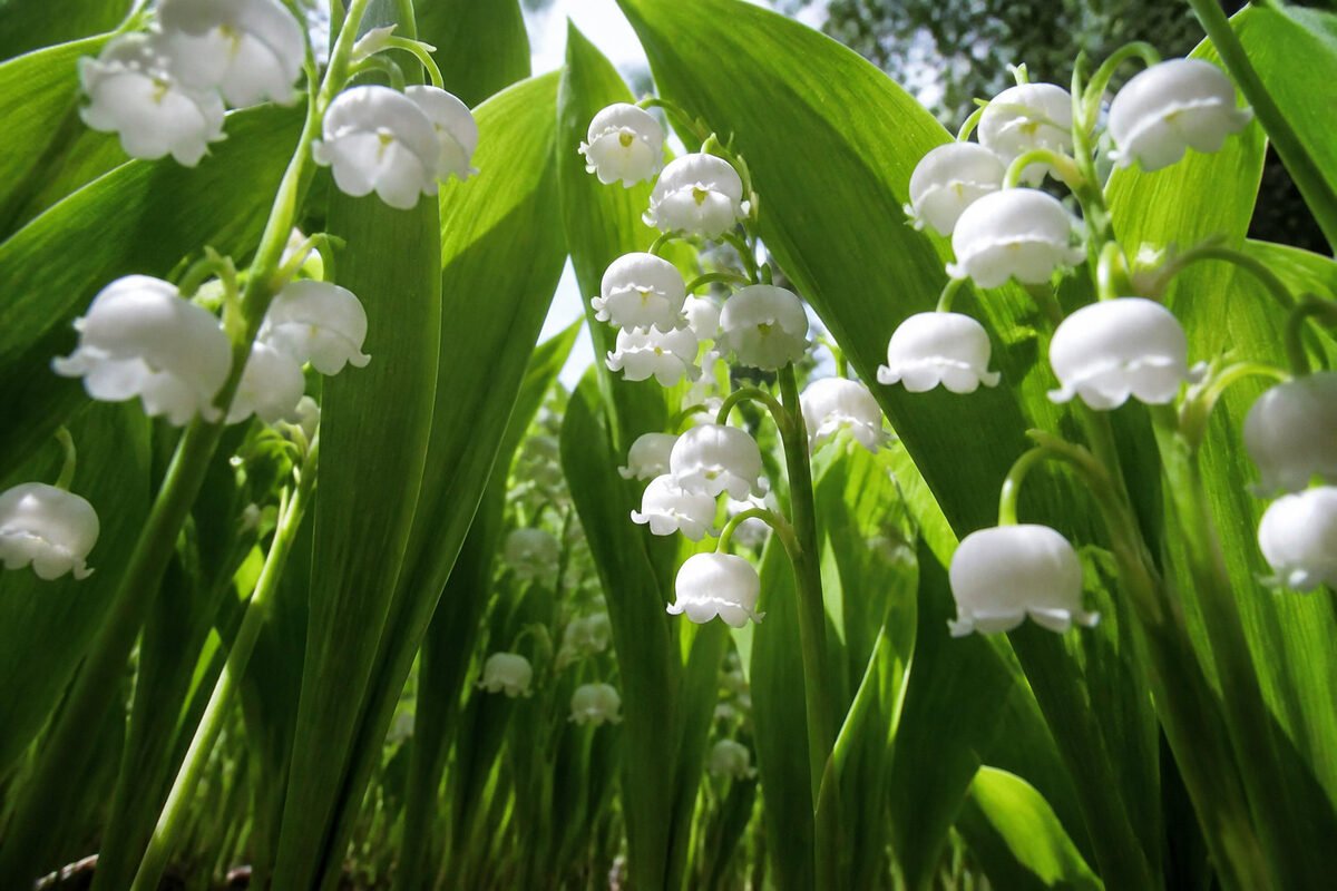 Examinant le Muguet : veuillez protéger le cœur tout de suite.