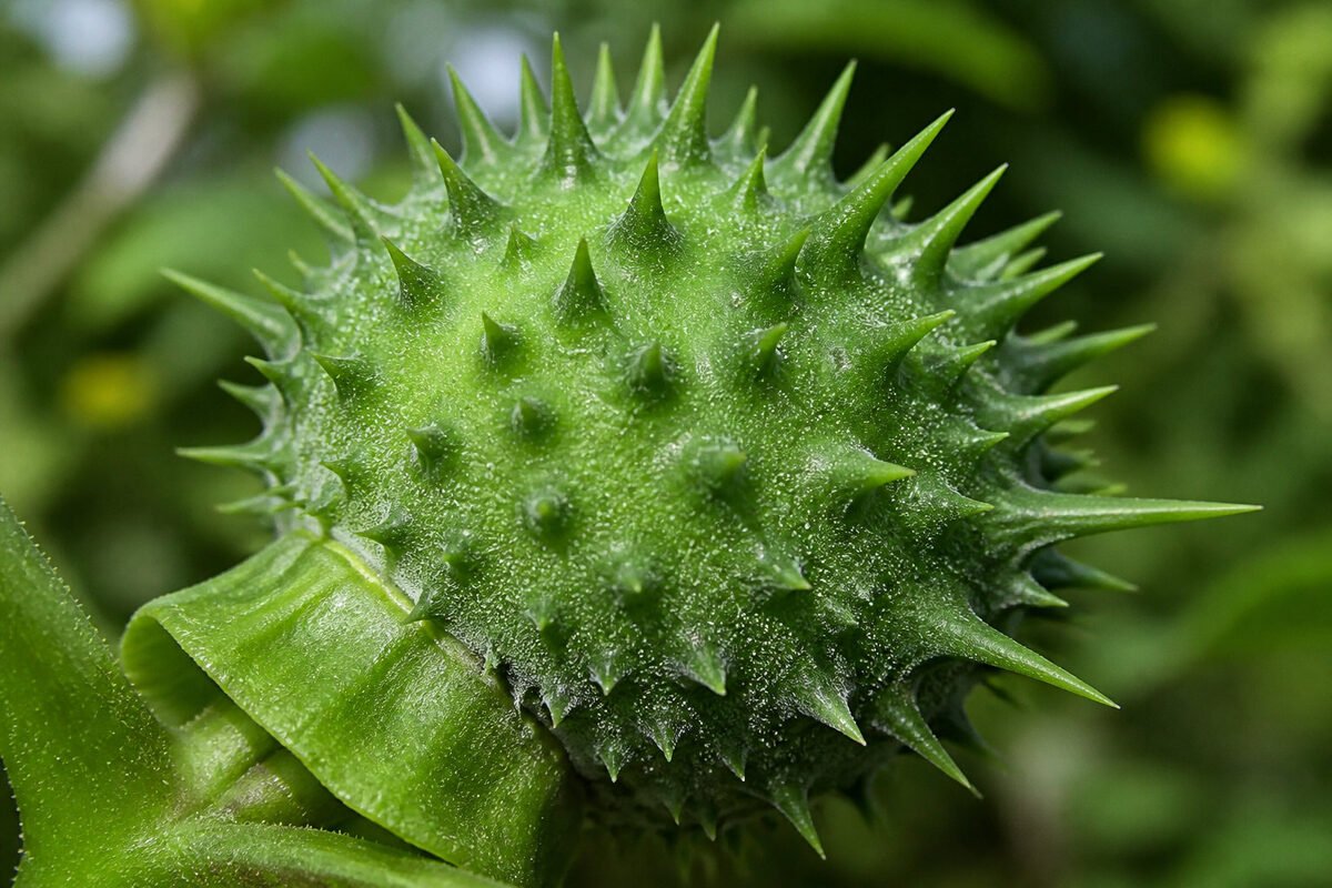 Repérant le Datura : veuillez bloquer l'accès nerveux rapidement.