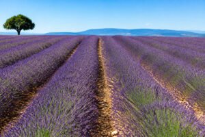 Pourquoi votre lavande ne fleurit pas : les solutions clés