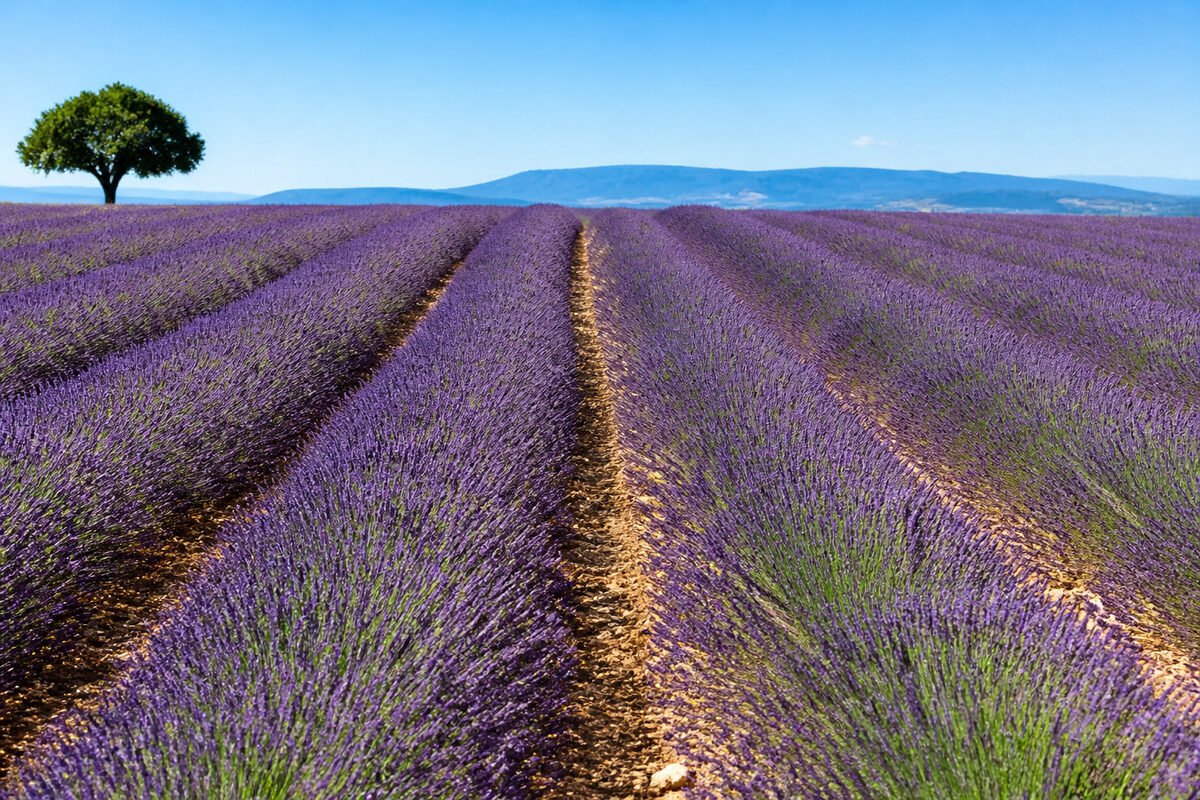 Pourquoi votre lavande ne fleurit pas : les solutions clés