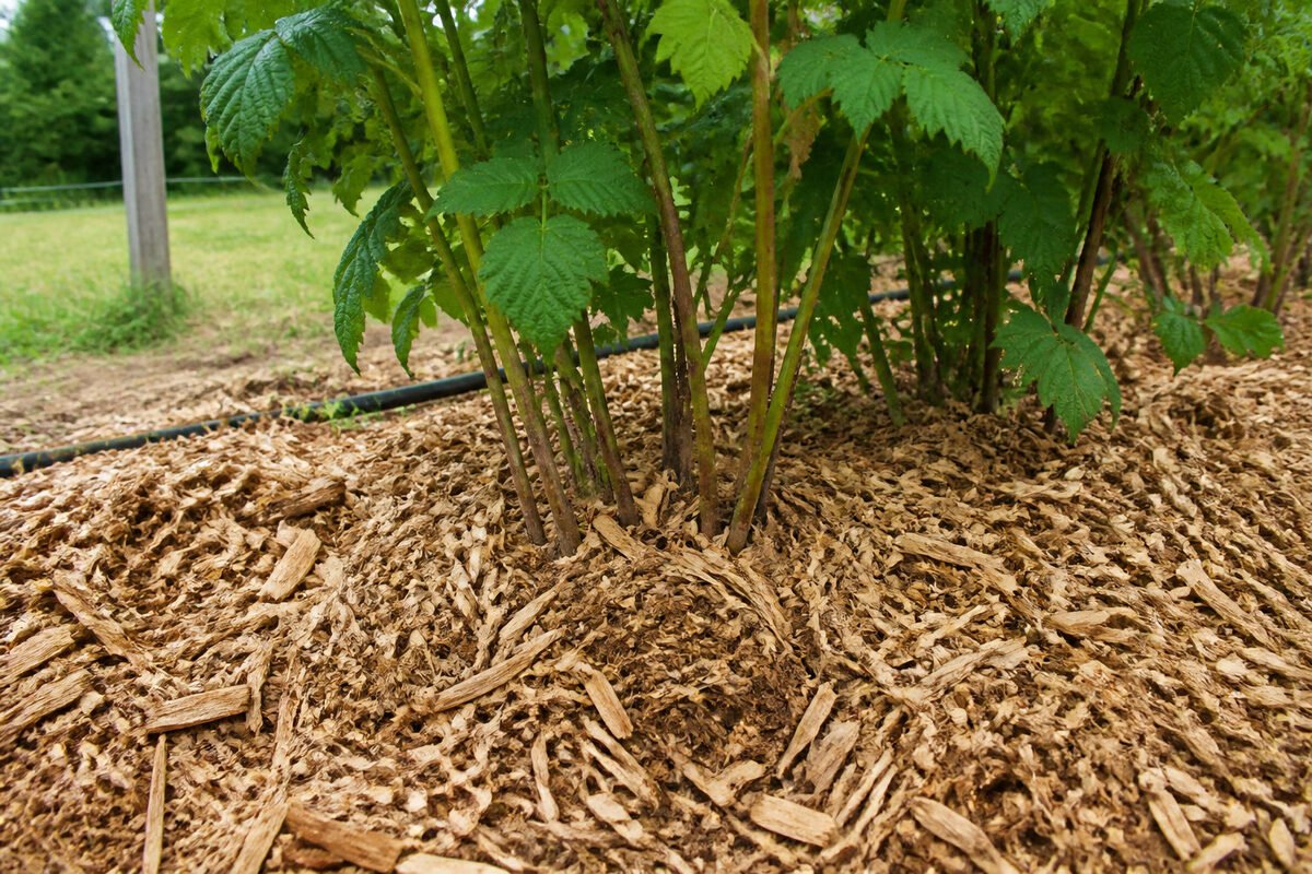 Maintenir la fraîcheur du sol par le paillage