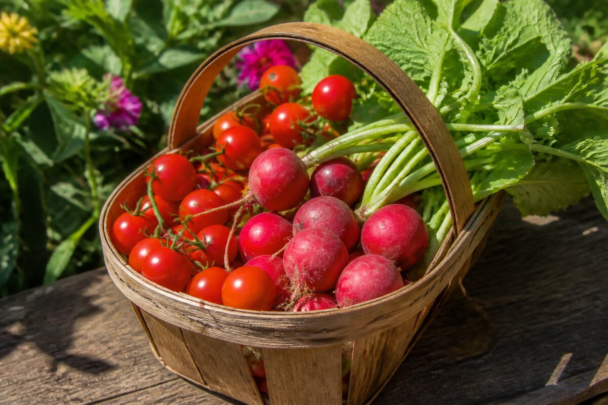 5 cultures immanquables pour des résultats rapides et motivants 🍓