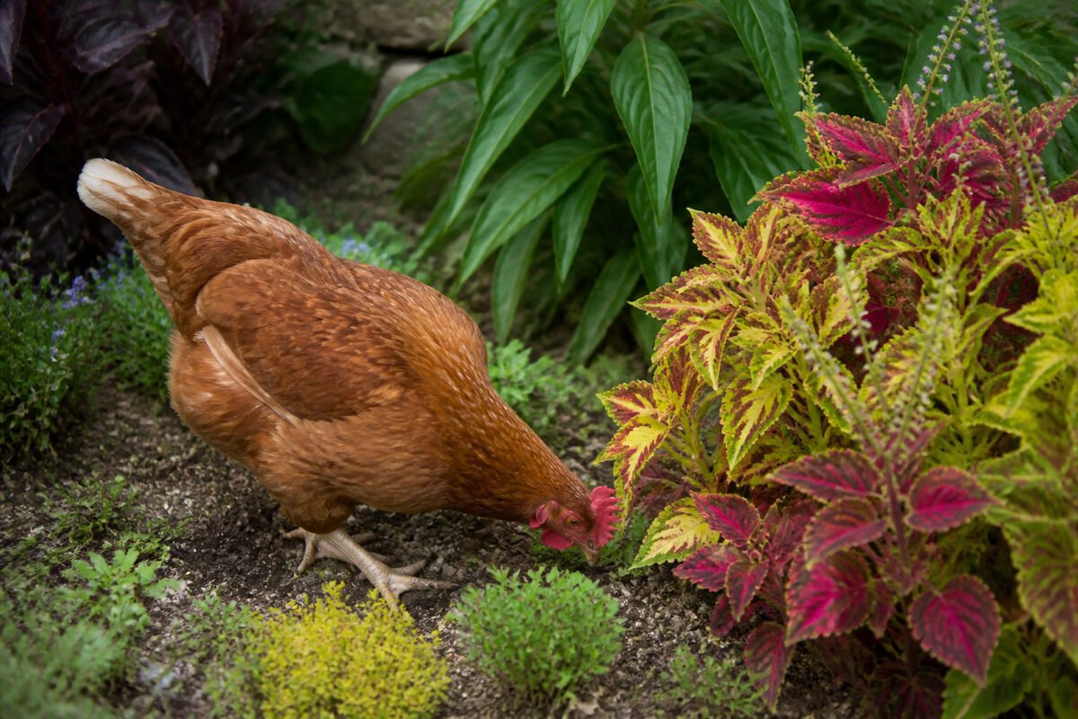 Identifiant les plantes toxiques pour les poules : veuillez lire dès maintenant.