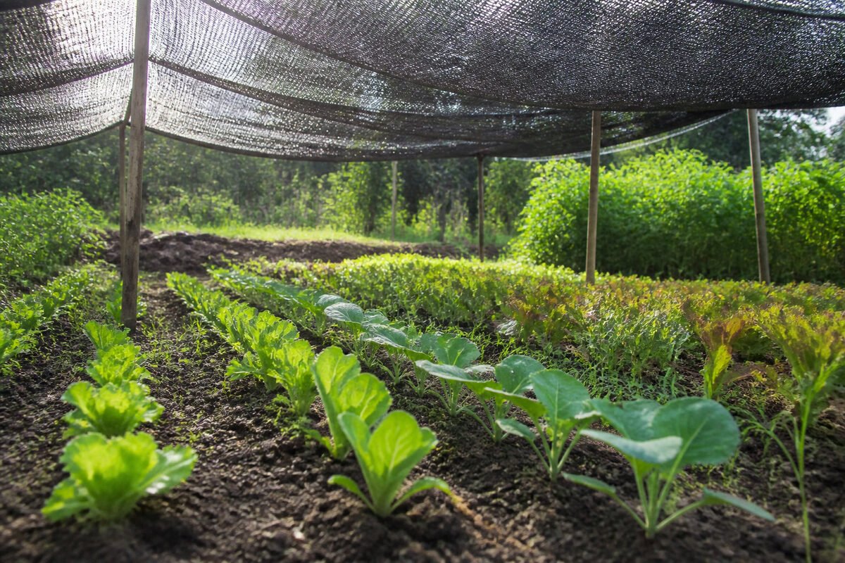 💧 Maîtriser l'humidité et protéger les jeunes plants