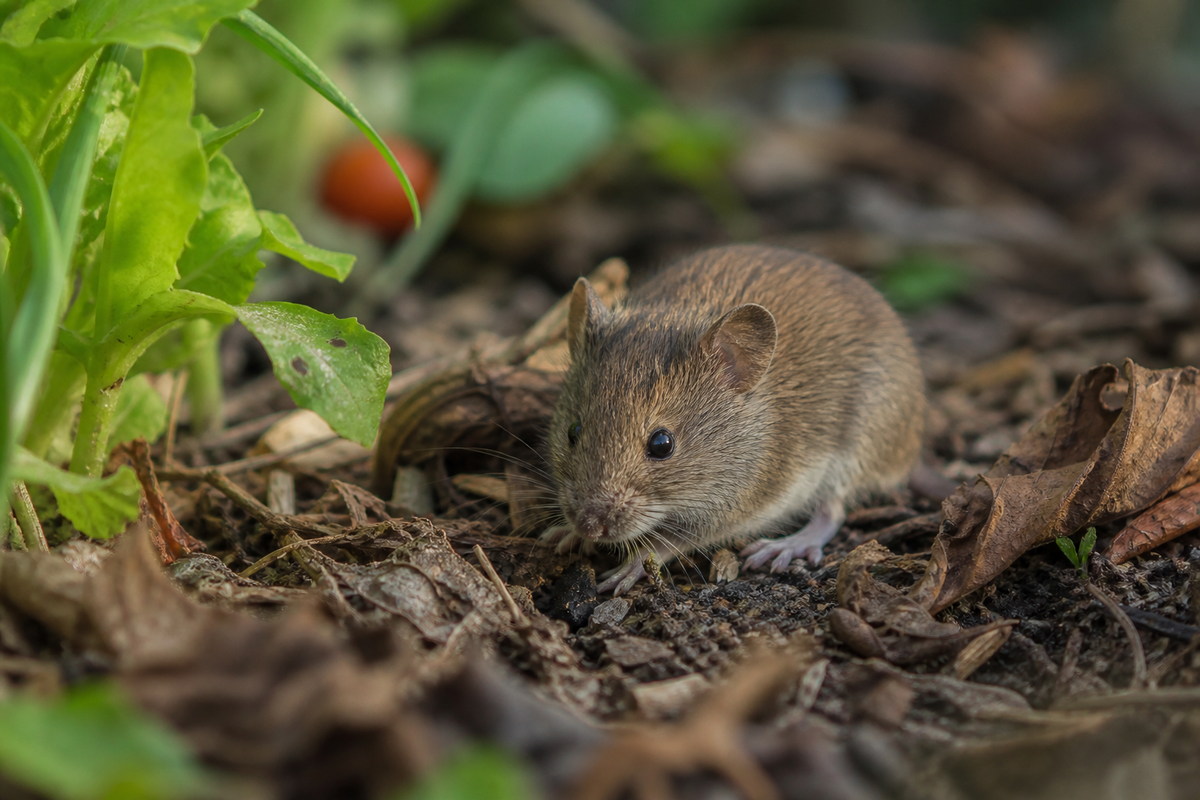 Petit mulot discret dans un jardin naturel