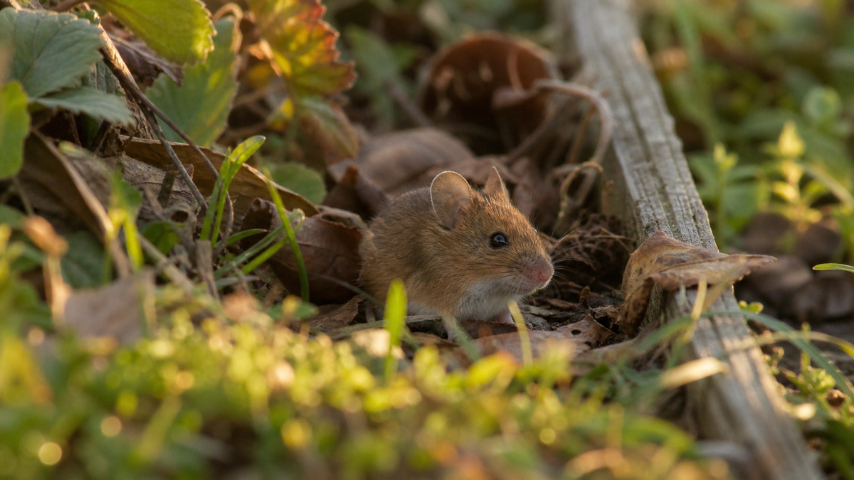 Mulot discret dans un jardin naturel