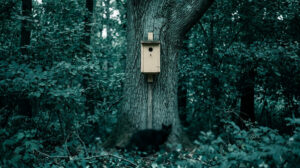 Un nichoir installé sur un tronc d'arbre dans une forêt dense, avec un chat noir flou au pied de l'arbre.