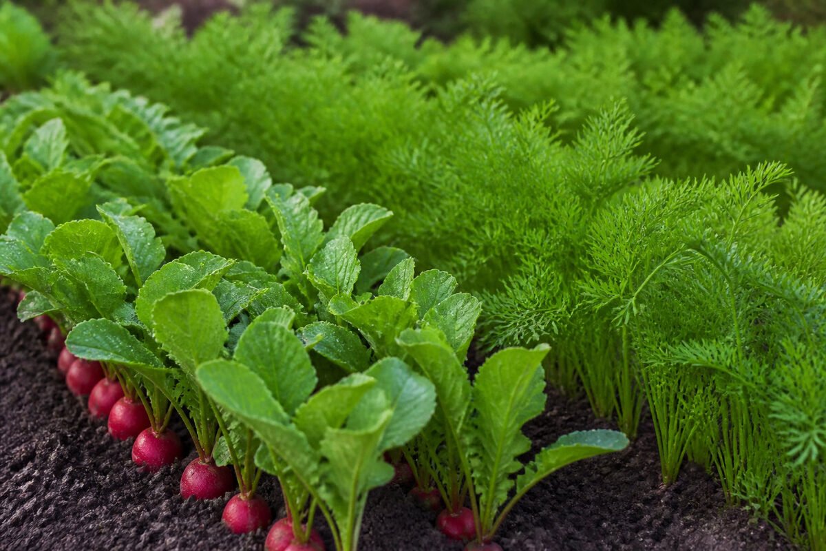 Avantages de l'association carotte radis pour le jardinier