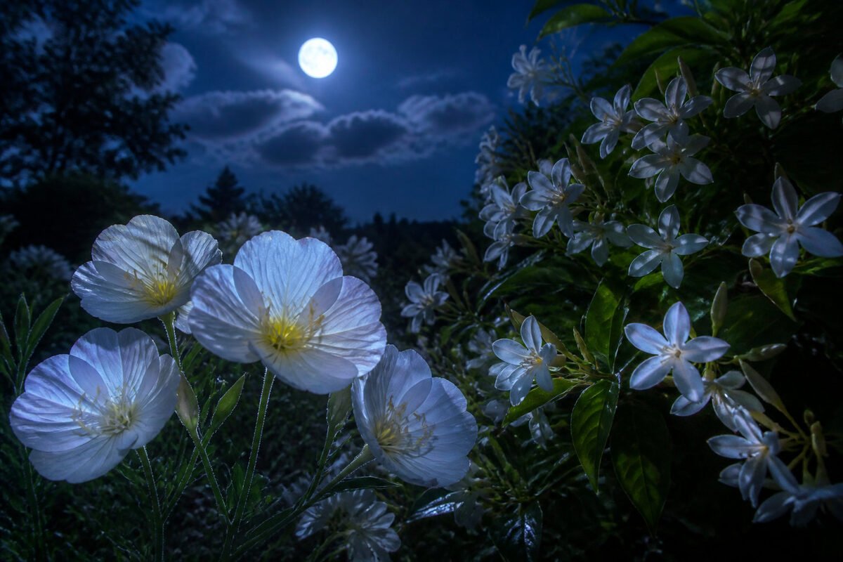 🌸 Quelles espèces planter pour inviter la biodiversité de nuit ?