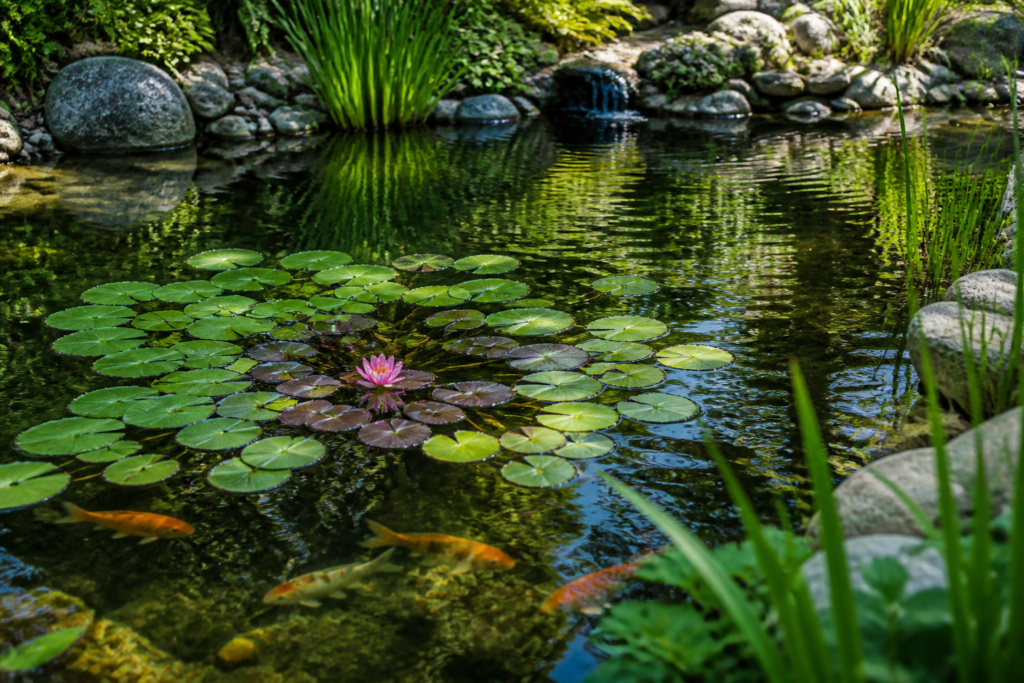 Plantes aquatiques et zone d’eau libre dans un bassin extérieur équilibré
