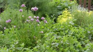 Bouquets de thym, romarin, menthe et basilic fraîchement récoltés sur une table de jardin