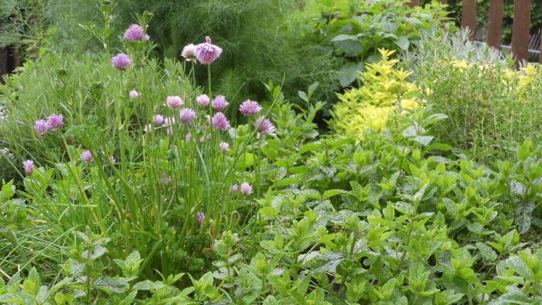 Bouquets de thym, romarin, menthe et basilic fraîchement récoltés sur une table de jardin