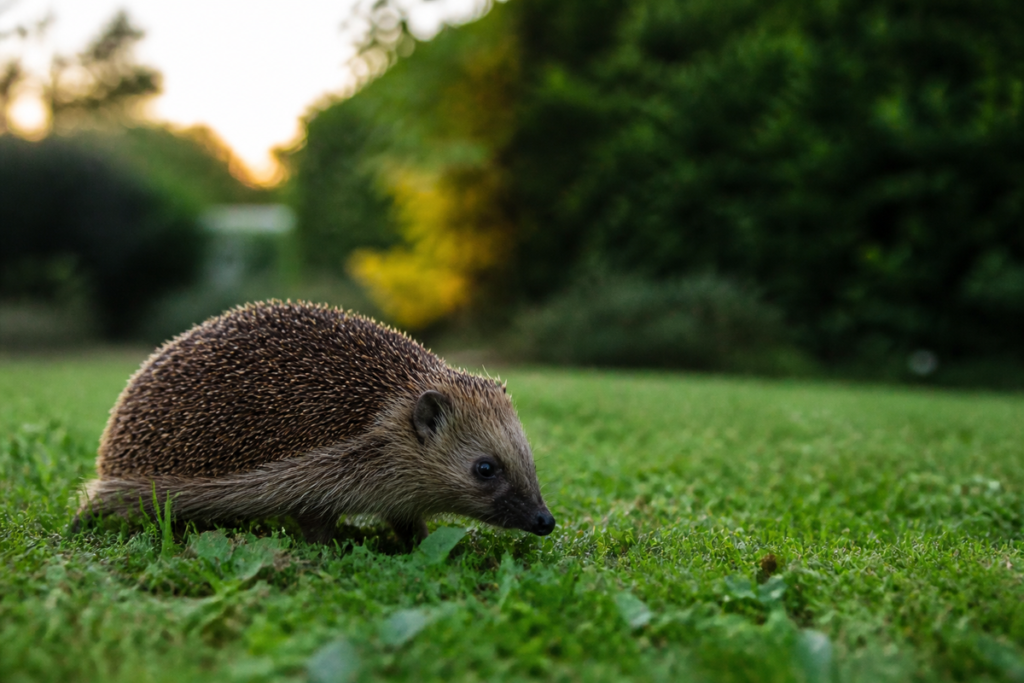 Hérisson d'Europe traversant une pelouse de jardin au crépuscule