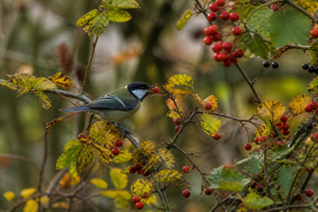 Baies d'automne sur une haie champêtre, abri et nourriture pour les oiseaux